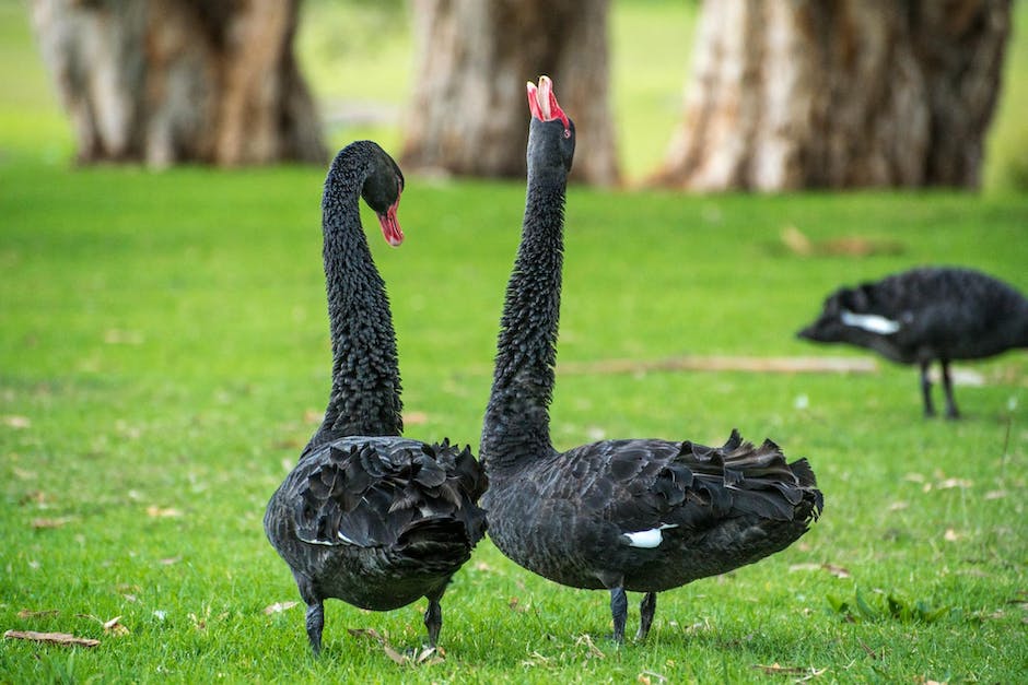 black-swan-swan