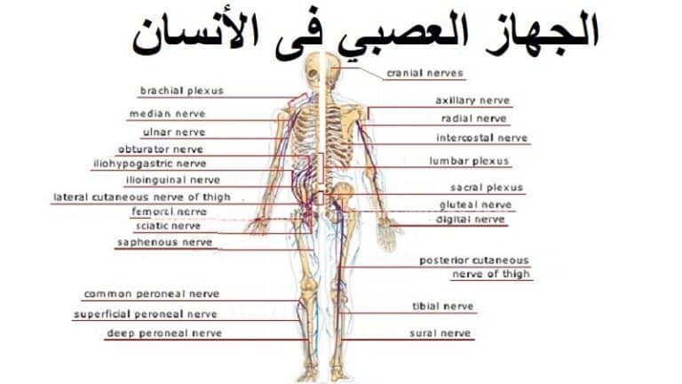 الجهاز العصبي